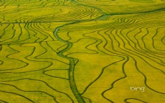 UruguayRice1920x12004-2-2012 2_38_02 PM Bing Desktop